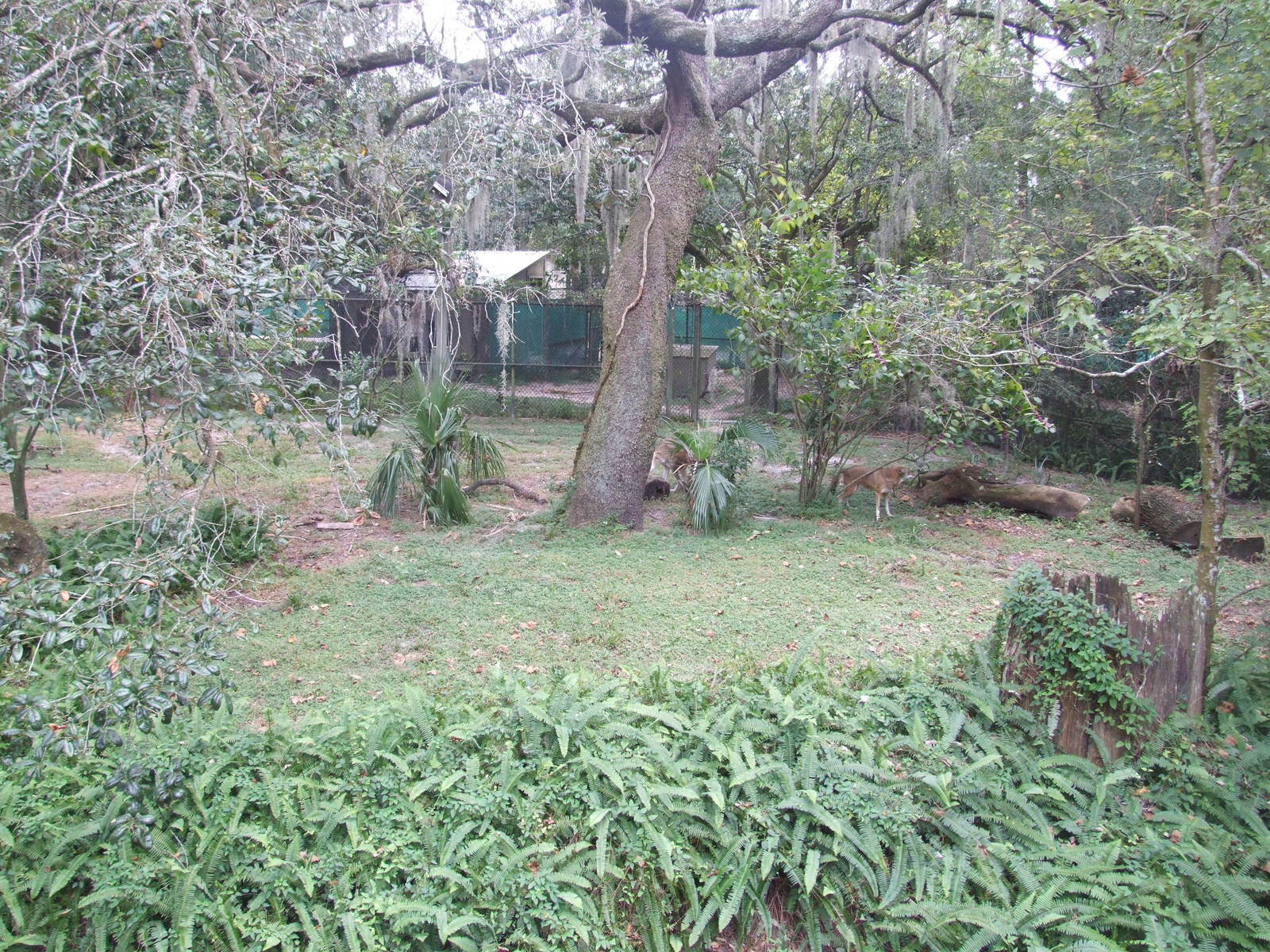 Wolf Enclosure at Lowry Park, 13/10/13