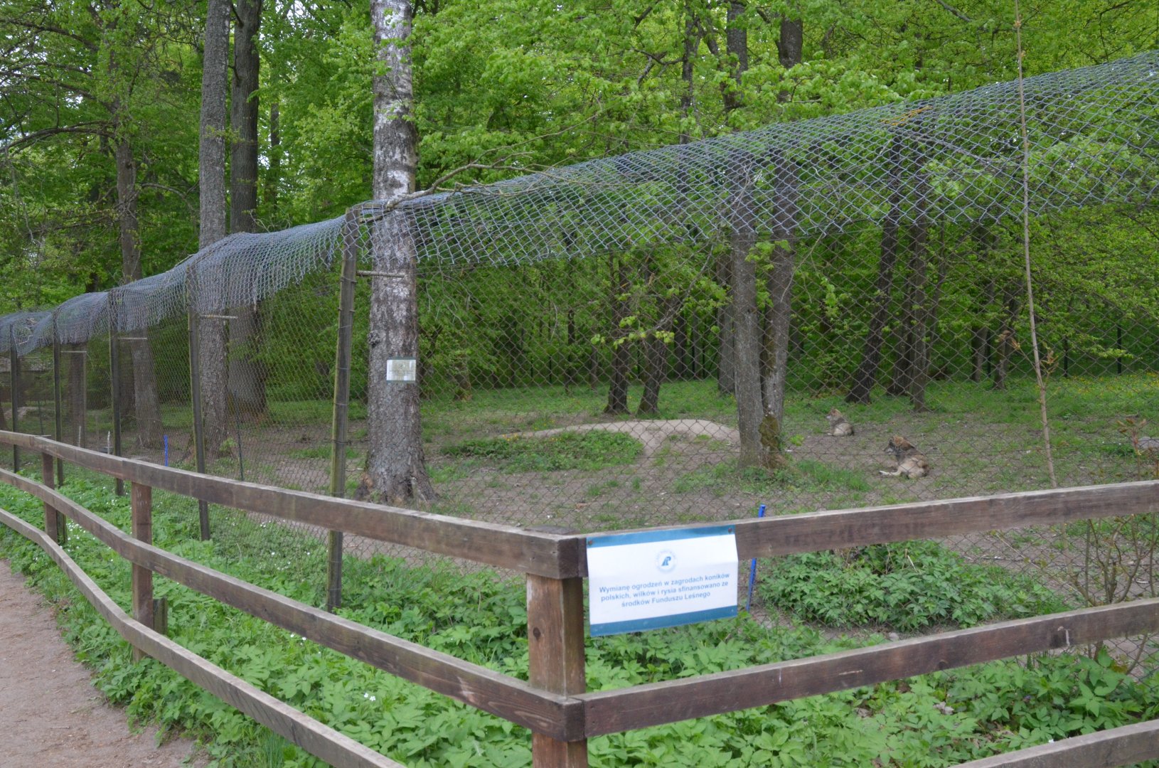 Wolf Enclosure at Rezerwat Pokazowy Żubrów, Białowieża 07/05/19