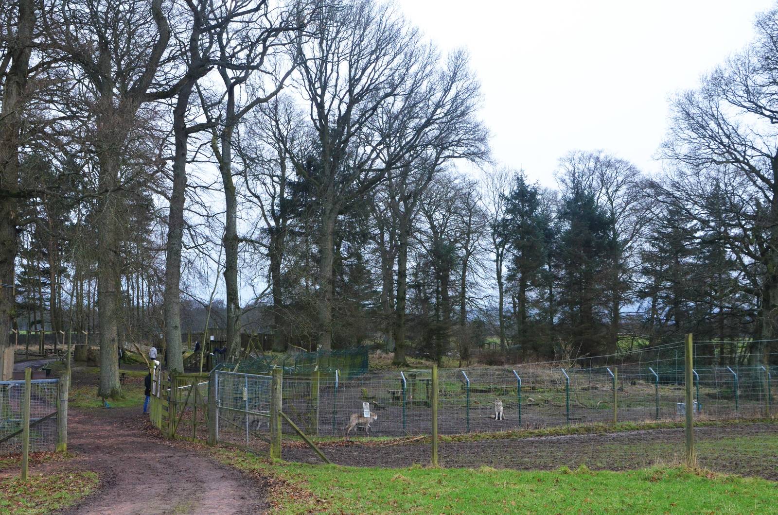 Wolf Enclosure at the Scottish Deer Centre, 06/02/16