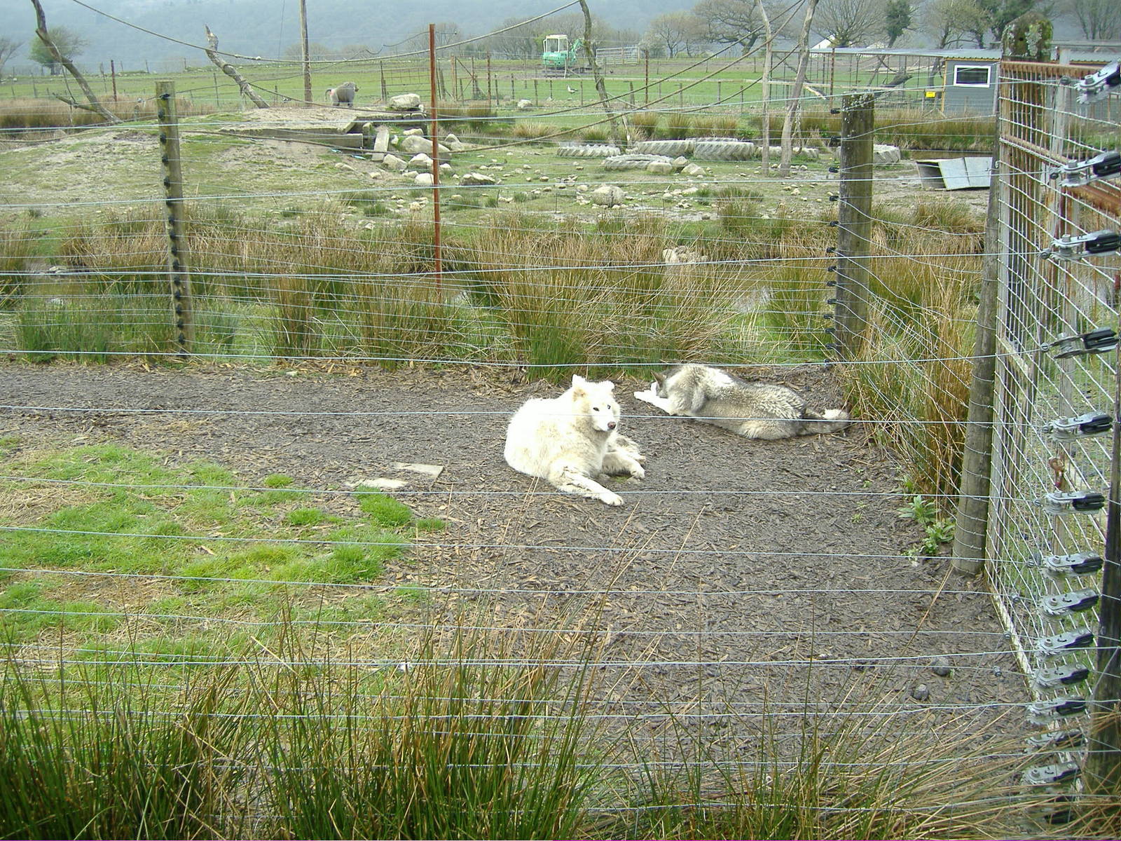 Wolf enclosure Cefn-yr-Erw