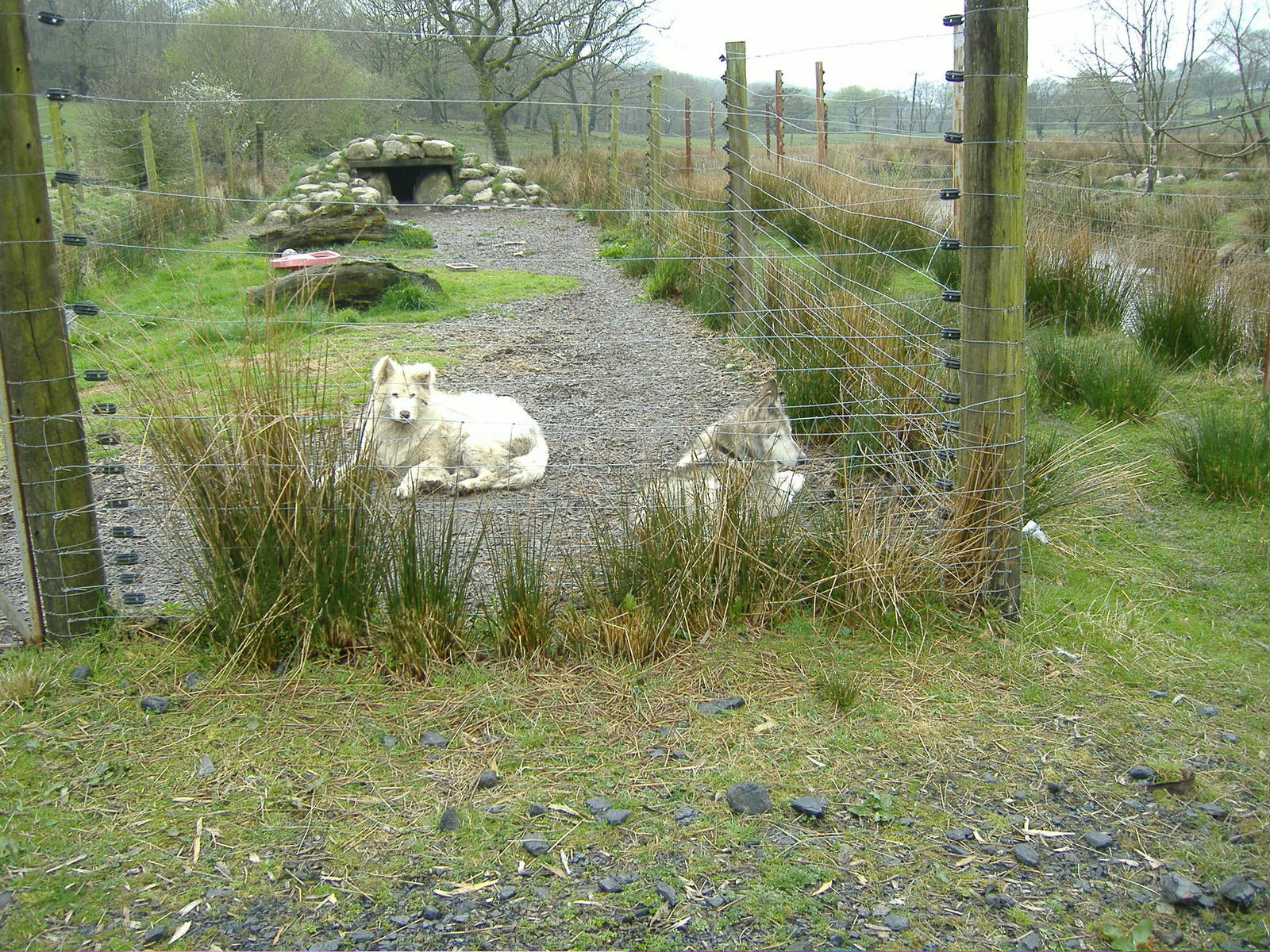 Wolf Enclosure Cefn-yr-Erw