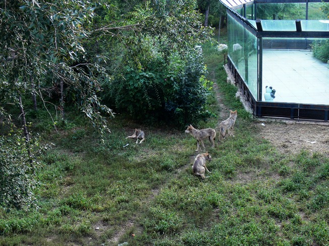 Wolf enclosure in Changchun Zoo