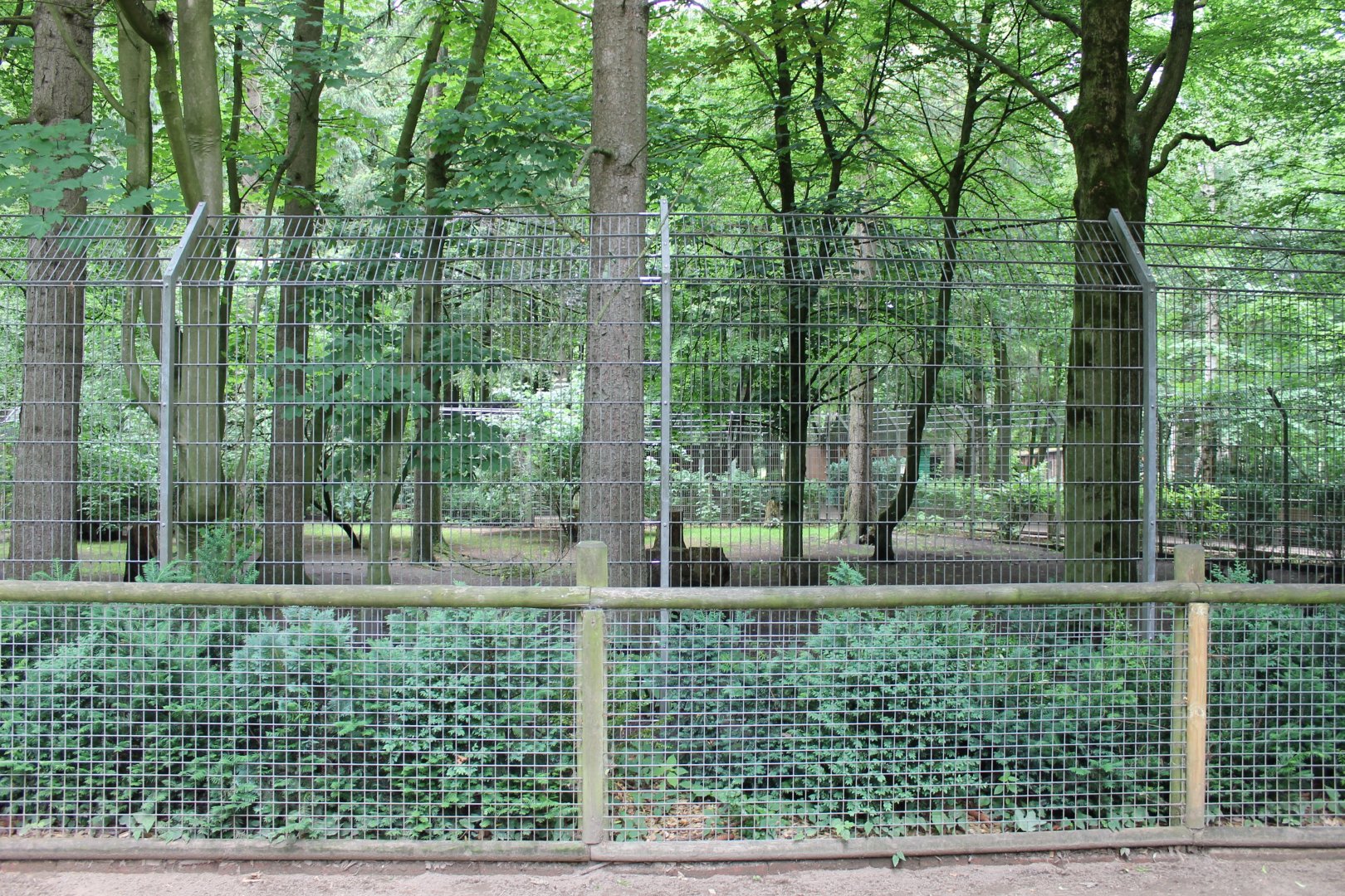 Wolf-enclosure - none seen