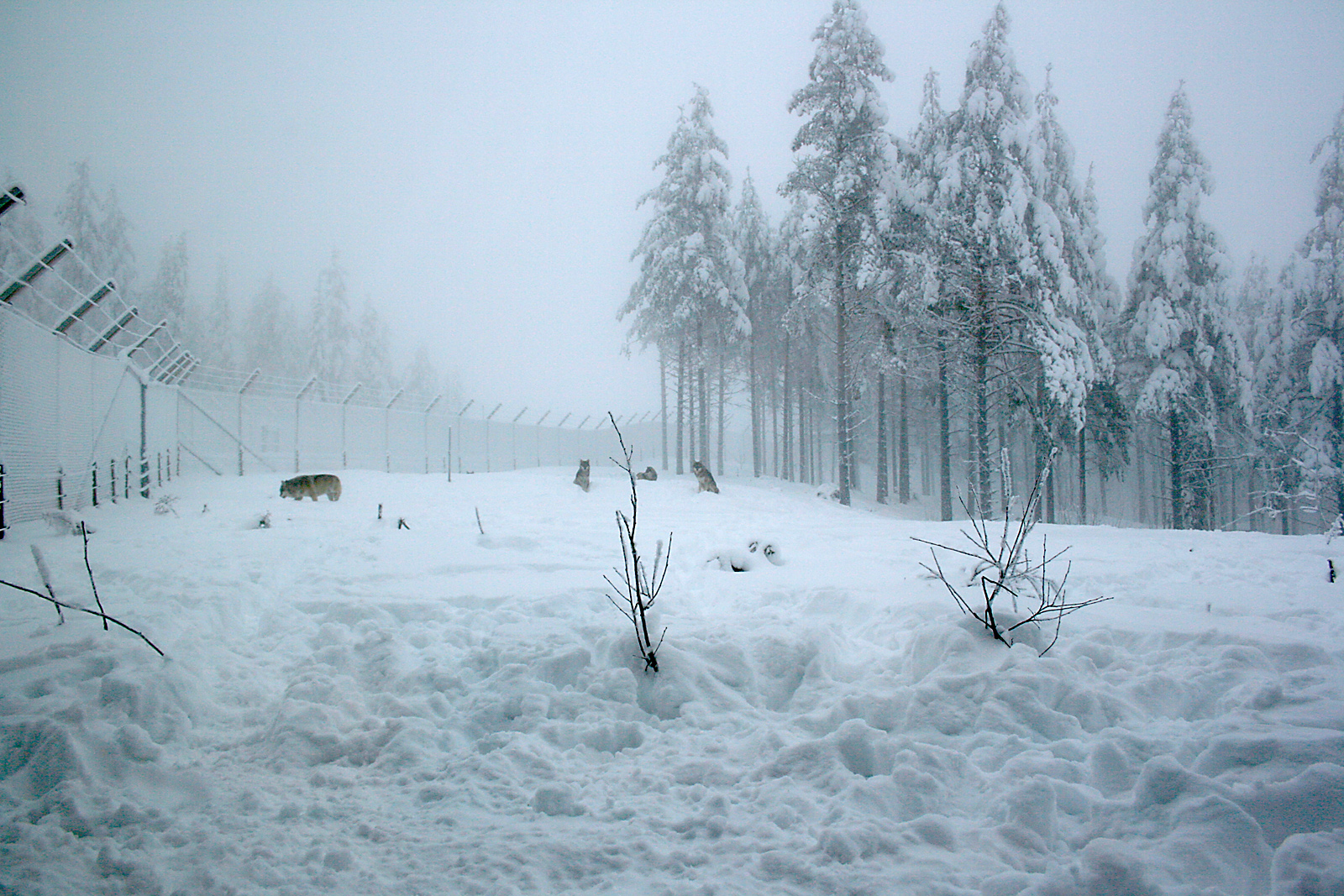 Wolf enclosure - Orsa Bearpark