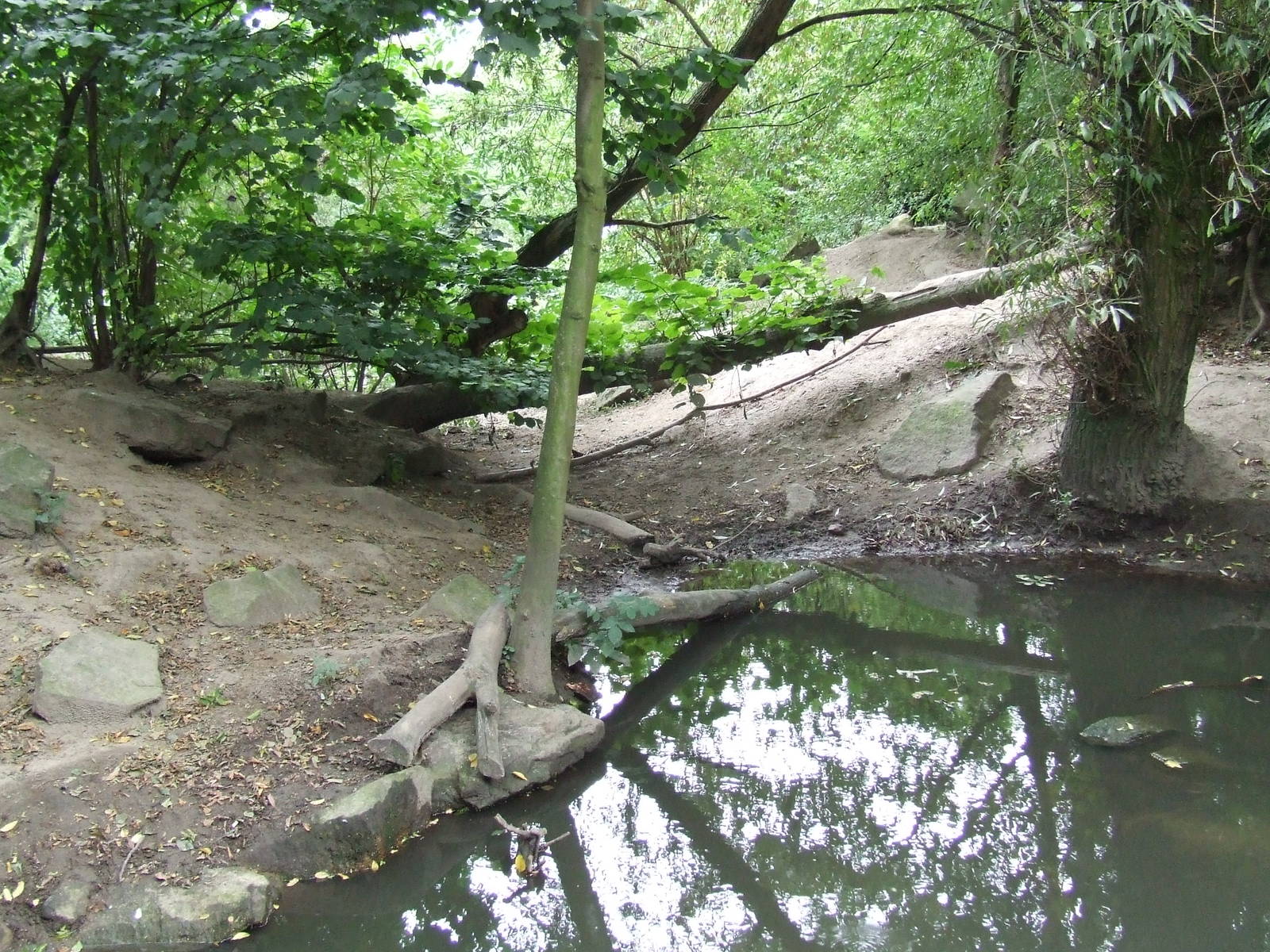 Wolf enclosure, Wolf Valley