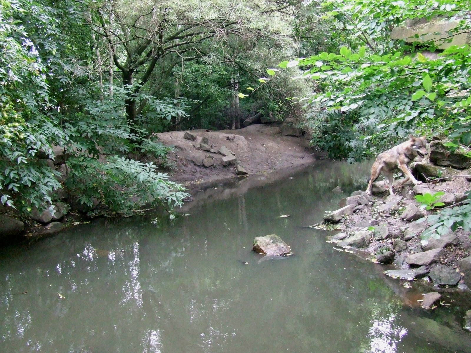 Wolf enclosure, Wolf Valley