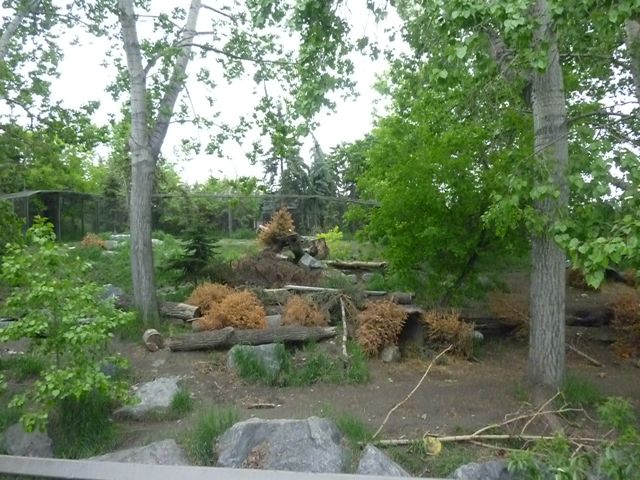 Wolf Enclosure