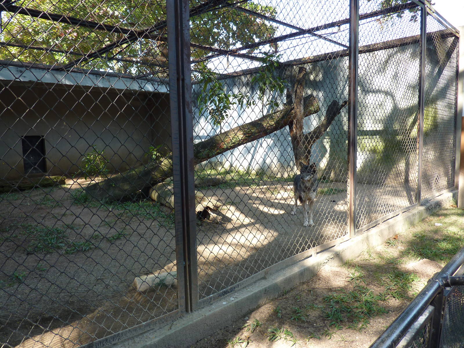 Wolf enclosure
