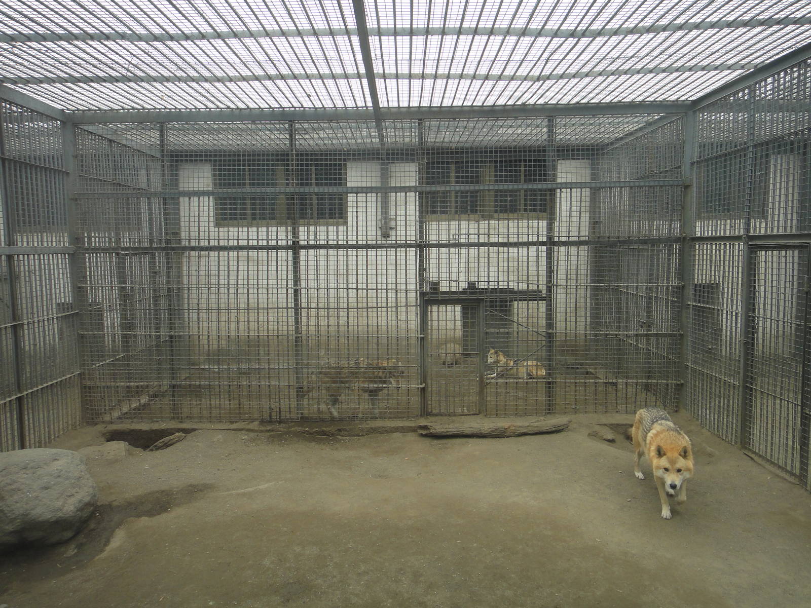 Wolf enclosure