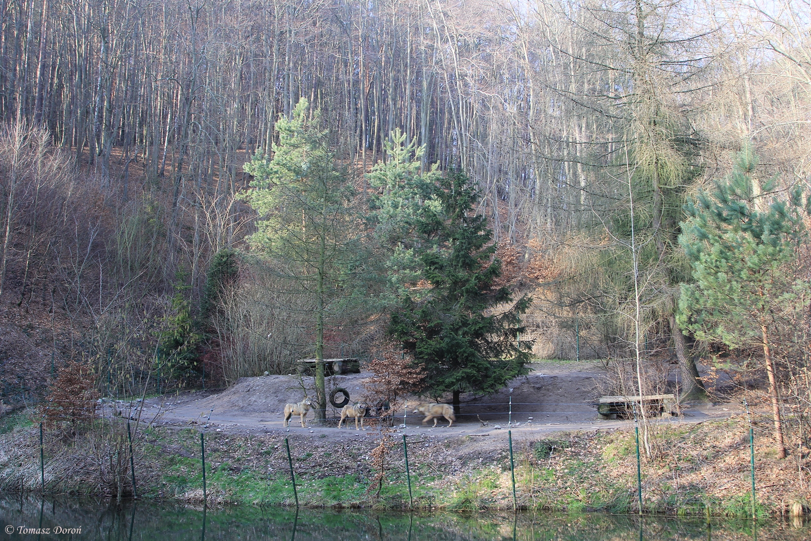 Wolf enclosure
