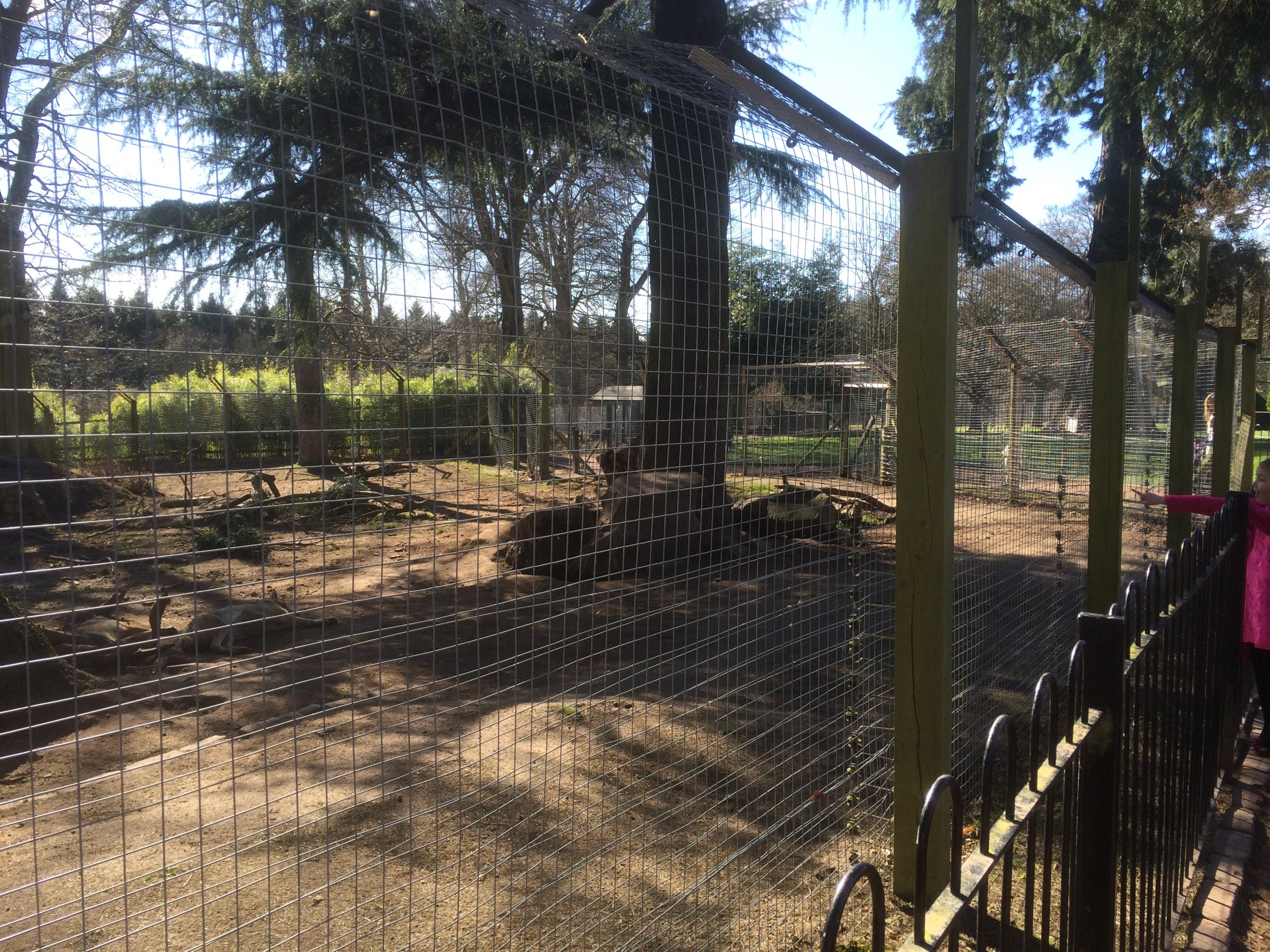 Wolf enclosure