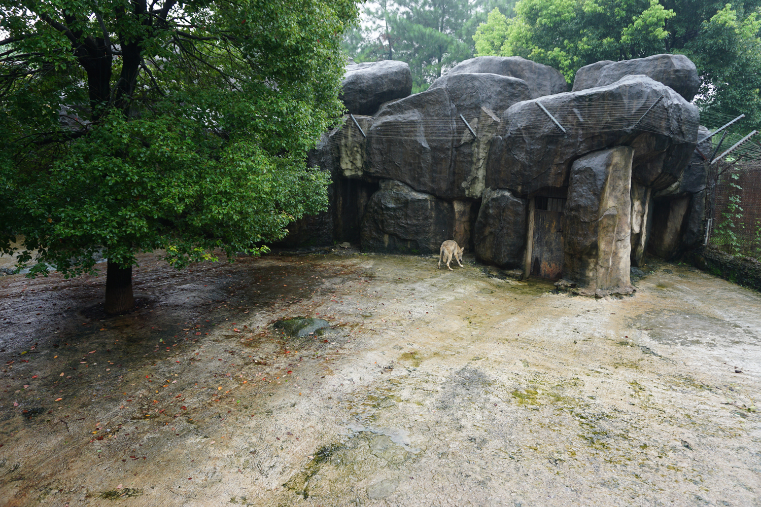 Wolf enclosure