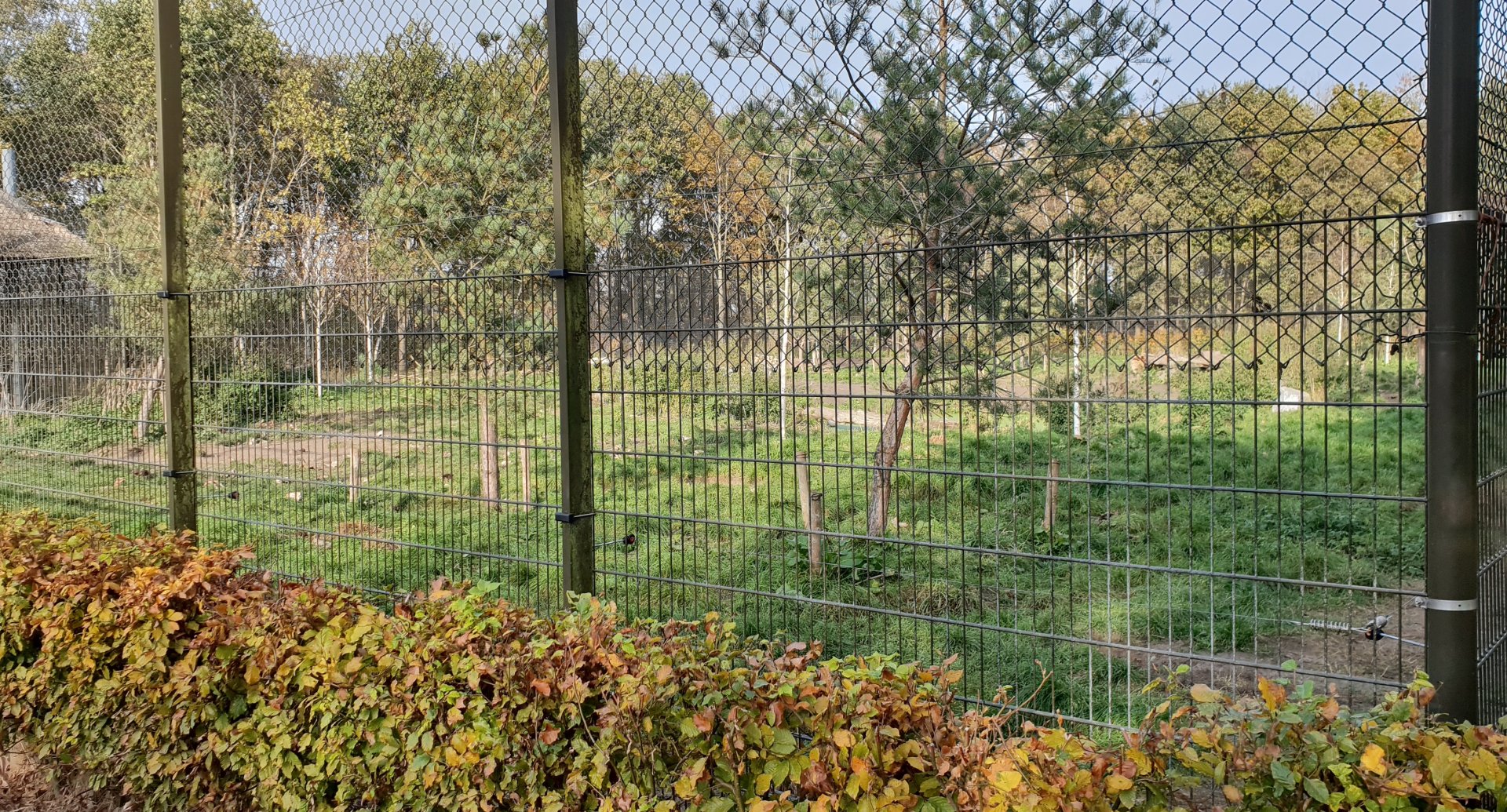 Wolf enclosure