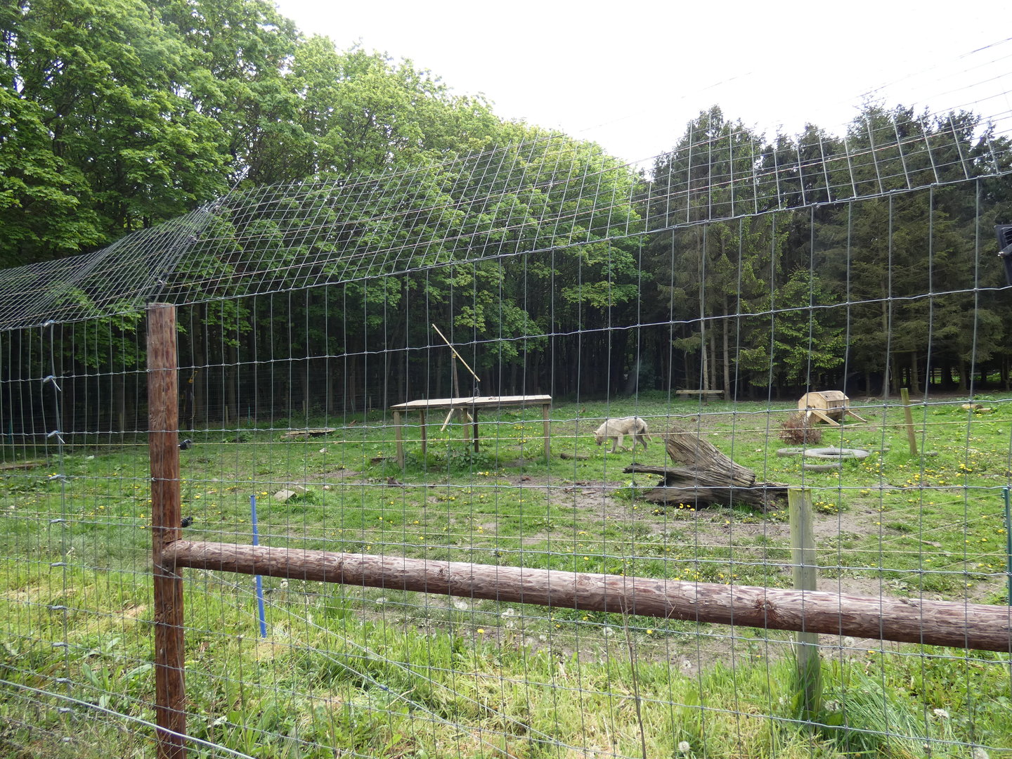 Wolf enclosure