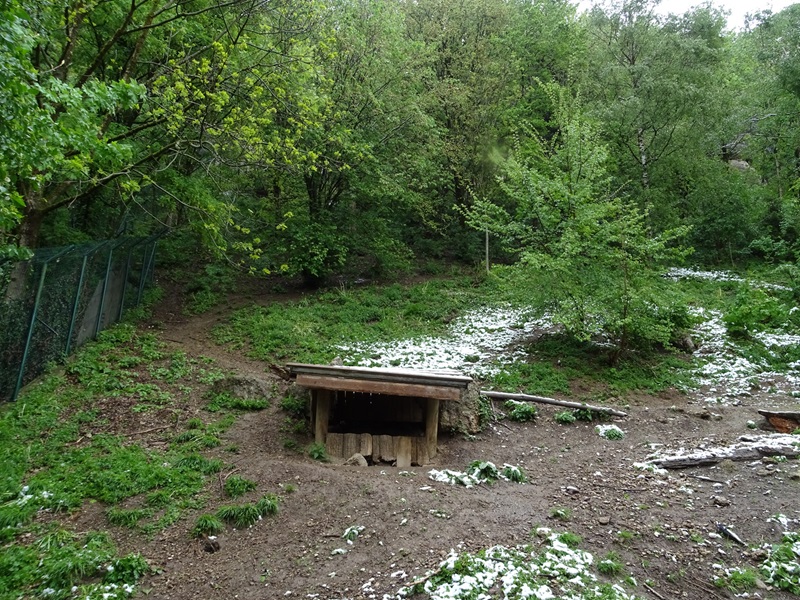 Wolf enclosure