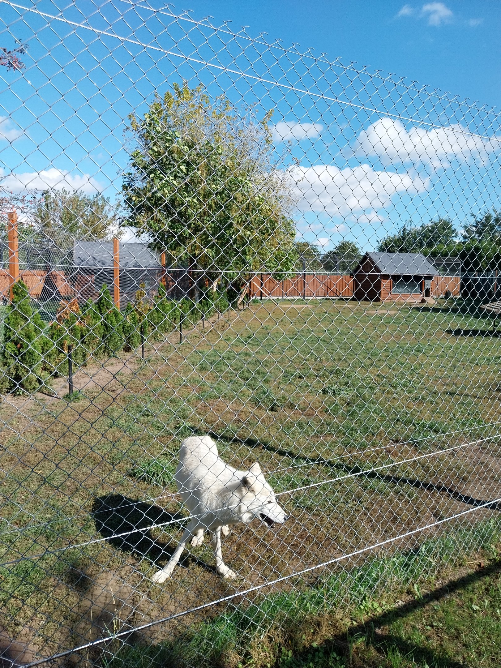 Wolf enclosure