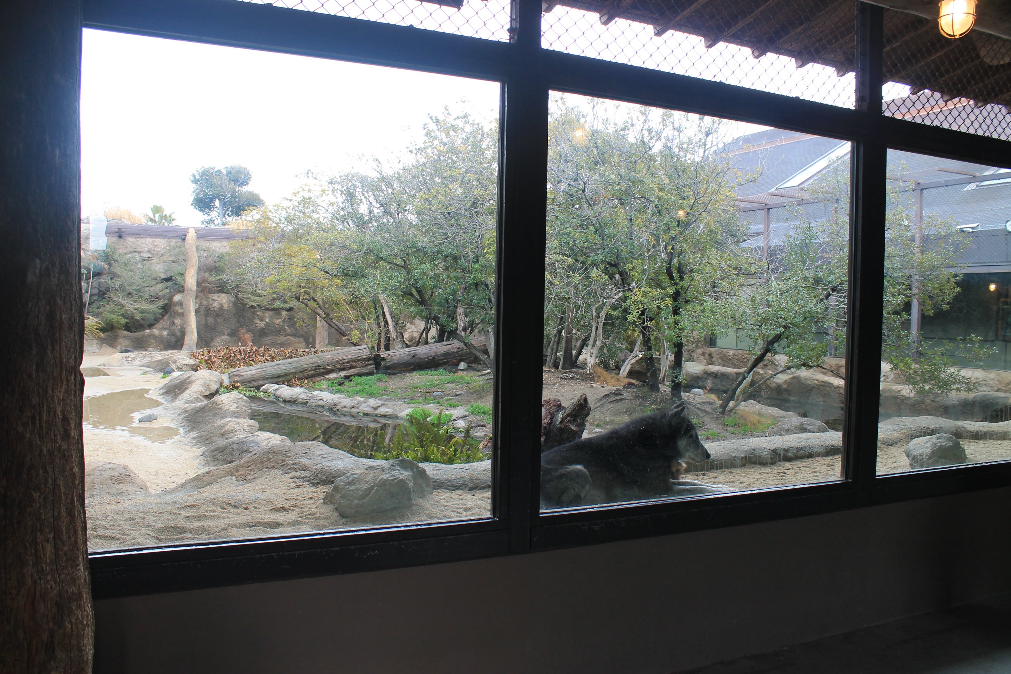 Wolf enclosure