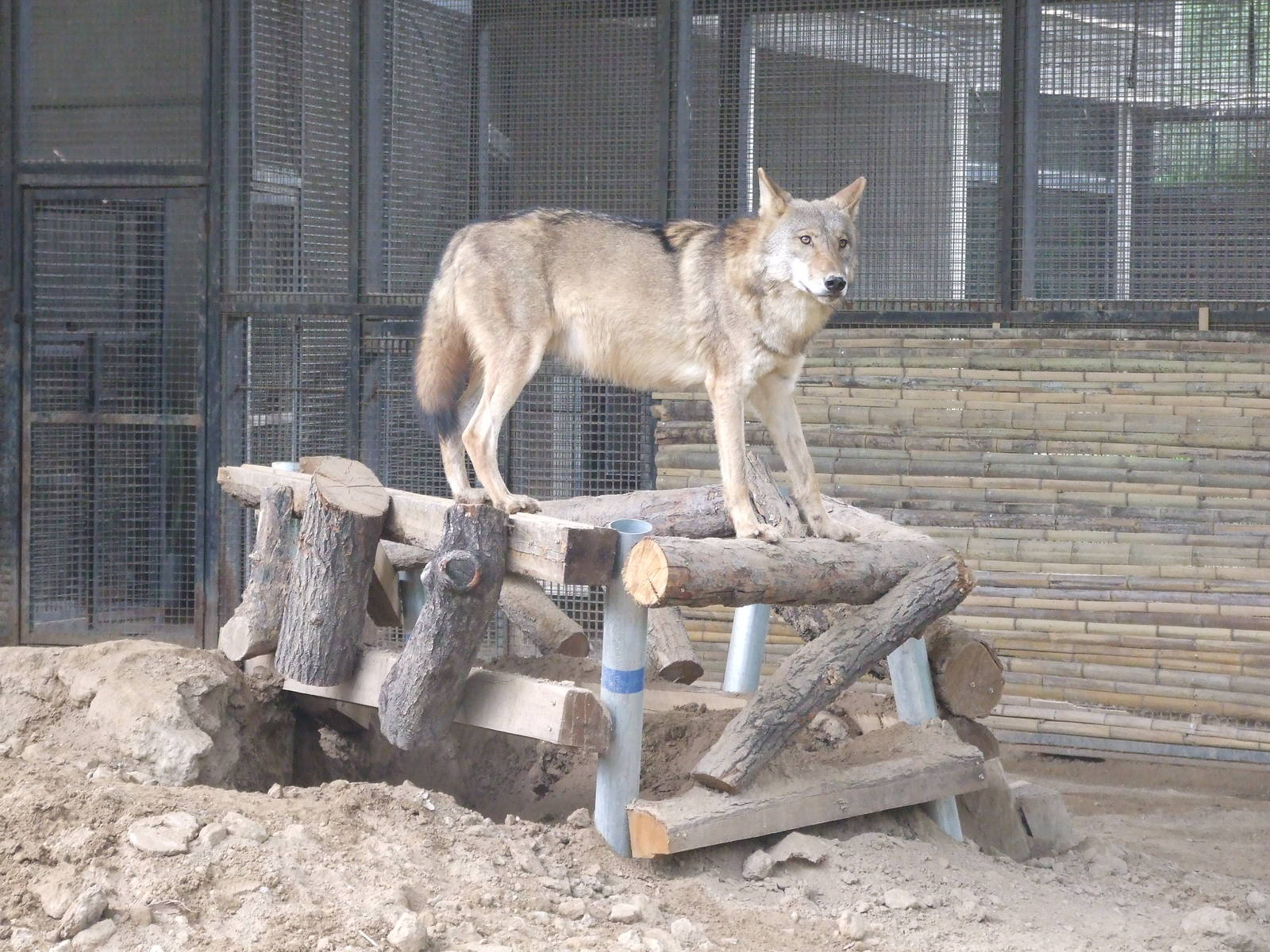 Wolf enrichment