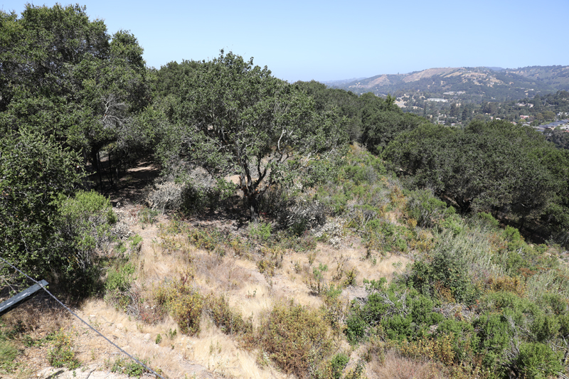 wolf exhibit (1 of 3)