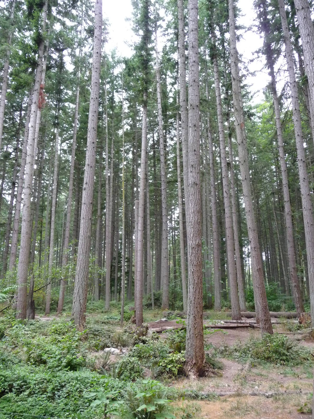 Wolf Exhibit - 3 Wolves