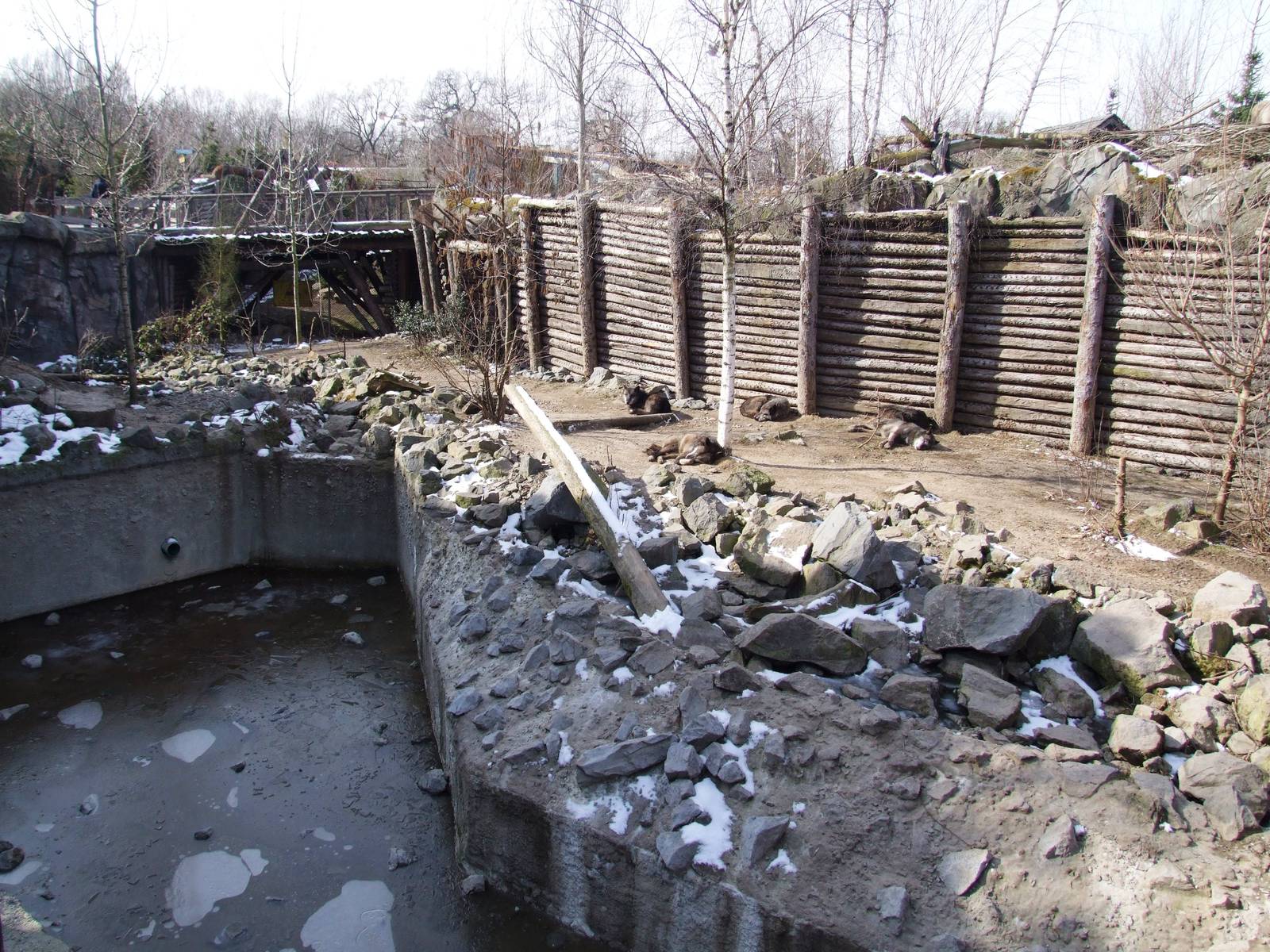 Wolf Exhibit at Hannover, 23/03/13