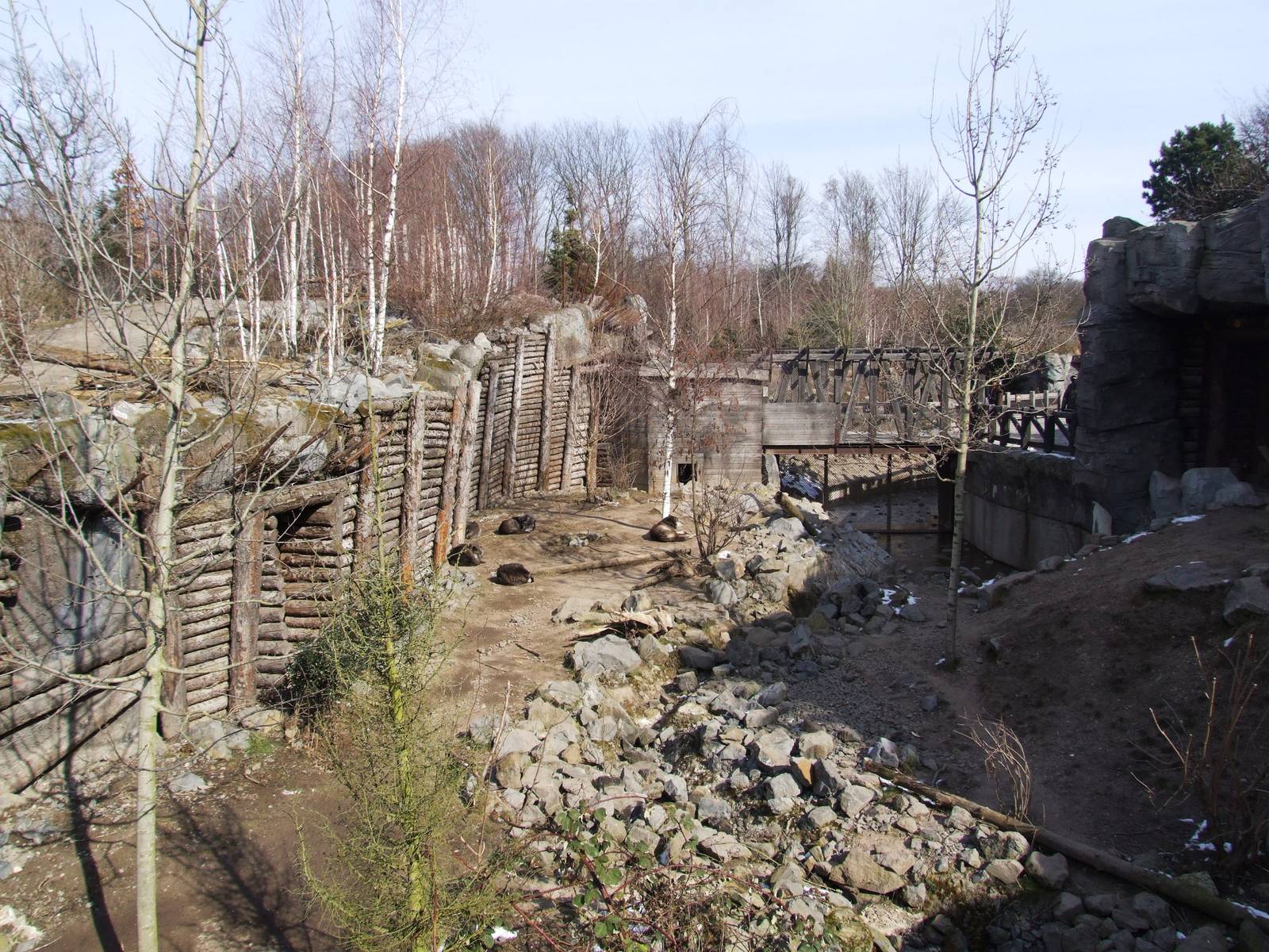 Wolf Exhibit at Hannover, 23/03/13