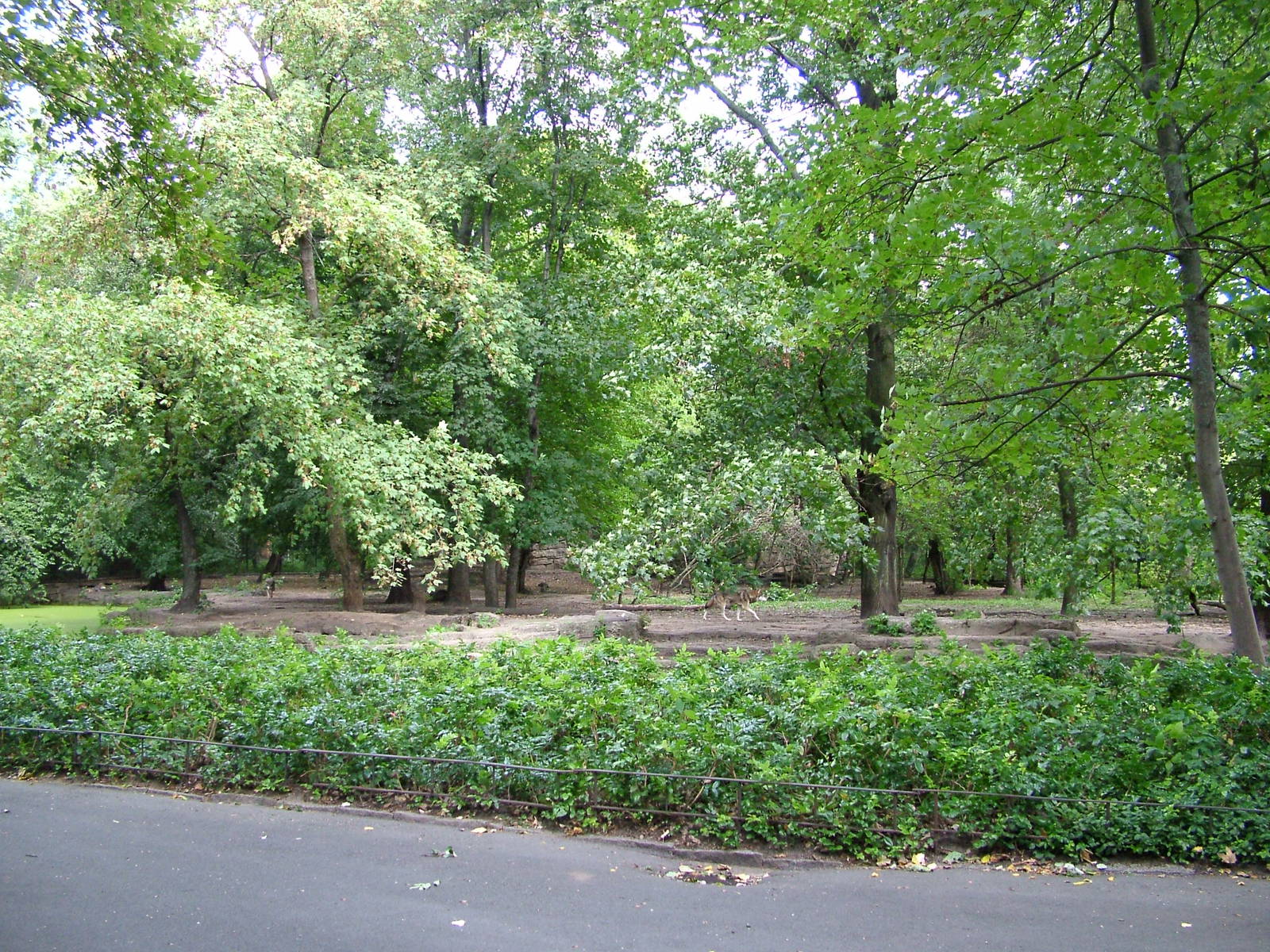 Wolf Exhibit at Tierpark Berlin, 30/08/11