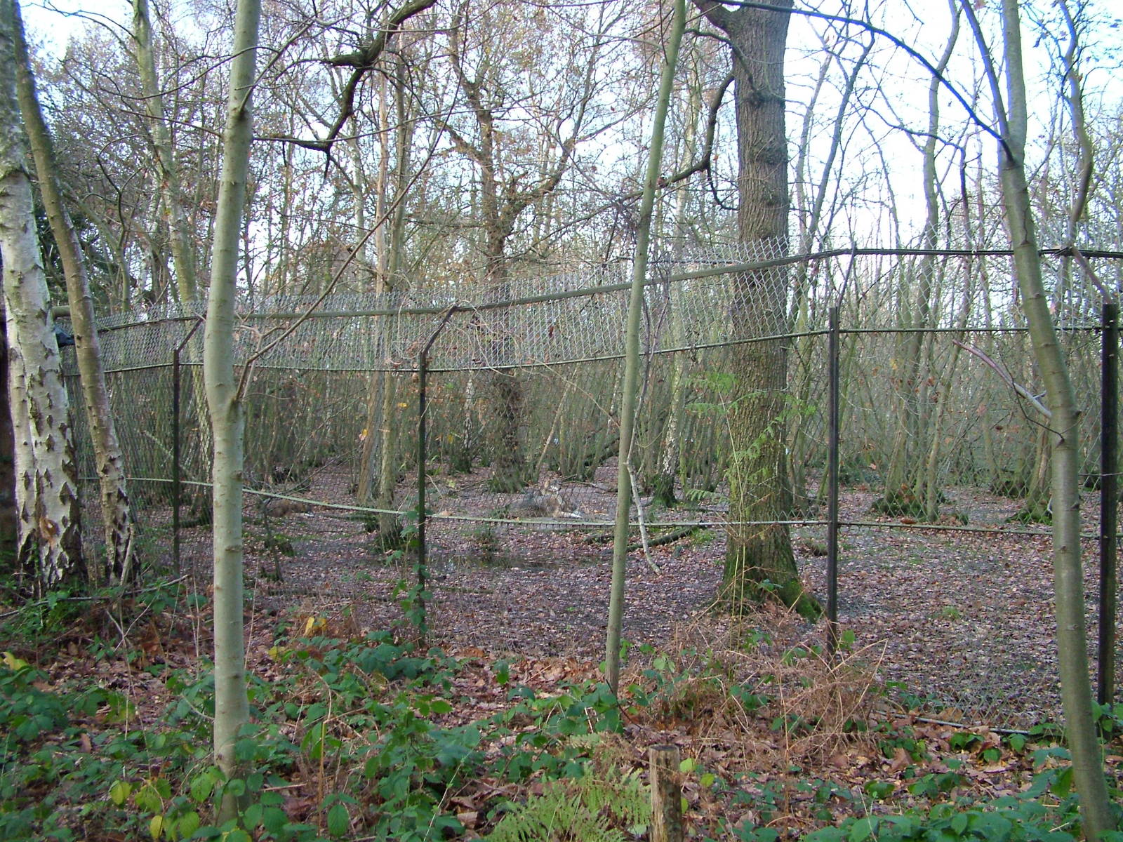 Wolf exhibit at Wildwood 28/11/09