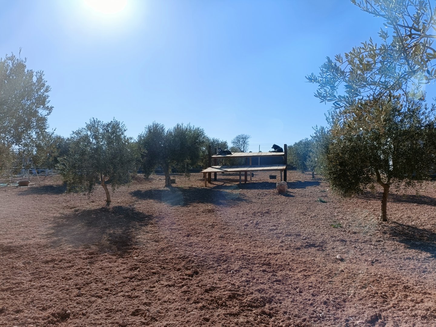 Wolf exhibit - Bioparque La Rocha
