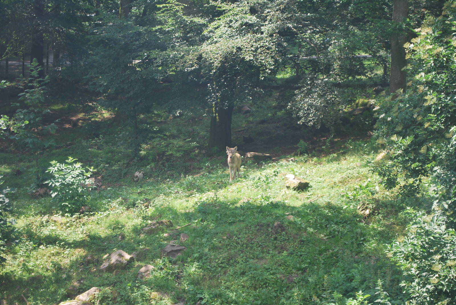 Wolf exhibit, July 2009