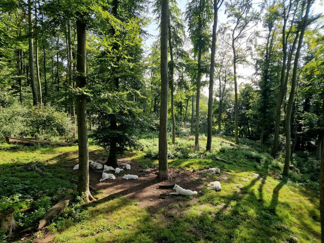 Wolf exhibit, Manitoba