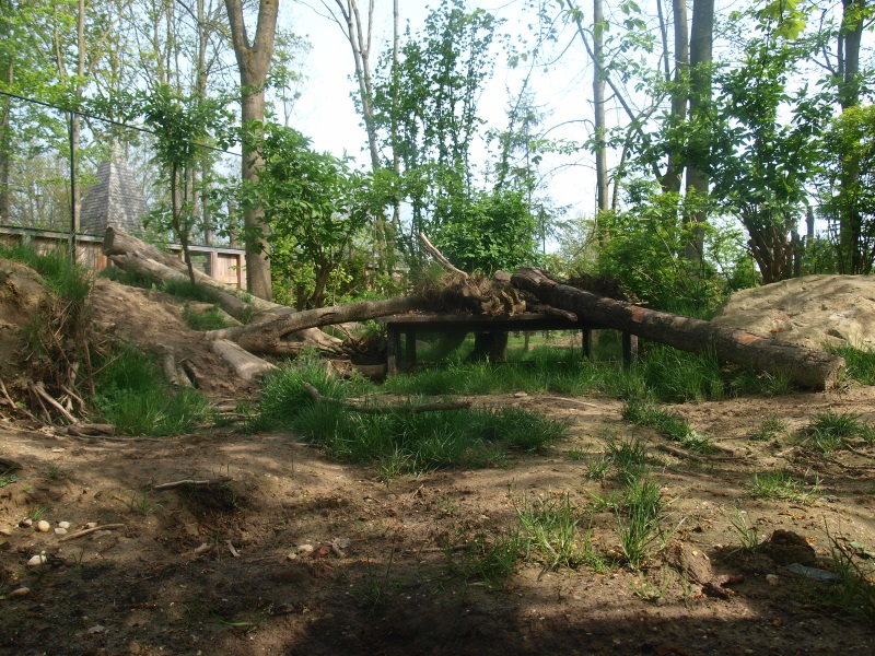 Wolf exhibit (May 2nd, 2015)