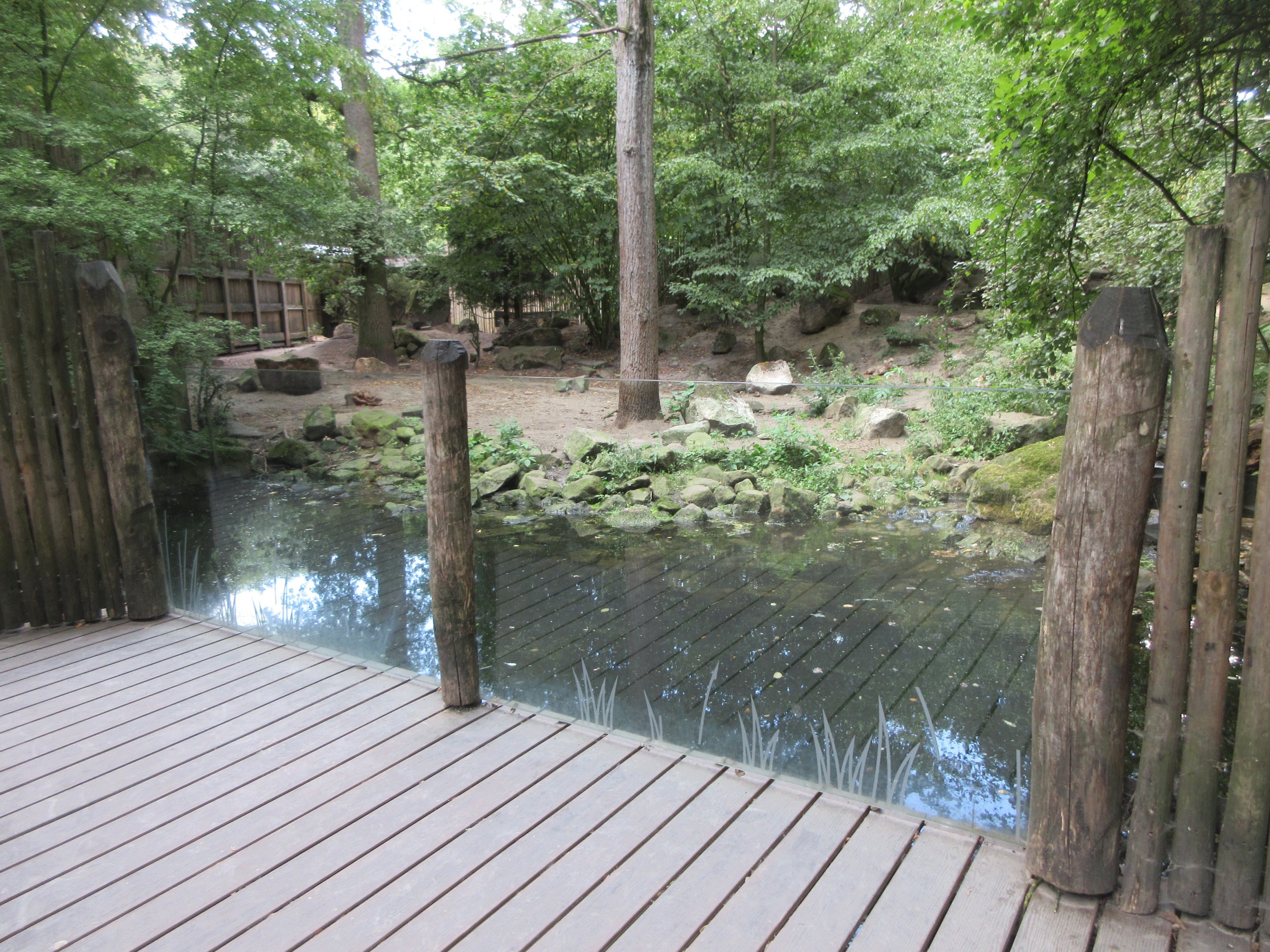 Wolf Exhibit - viewing area