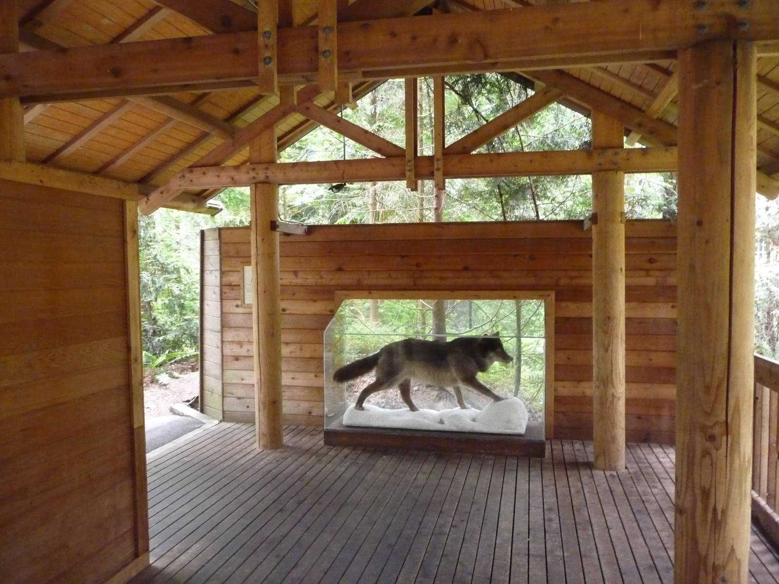 Wolf Exhibit - Viewing Shelter