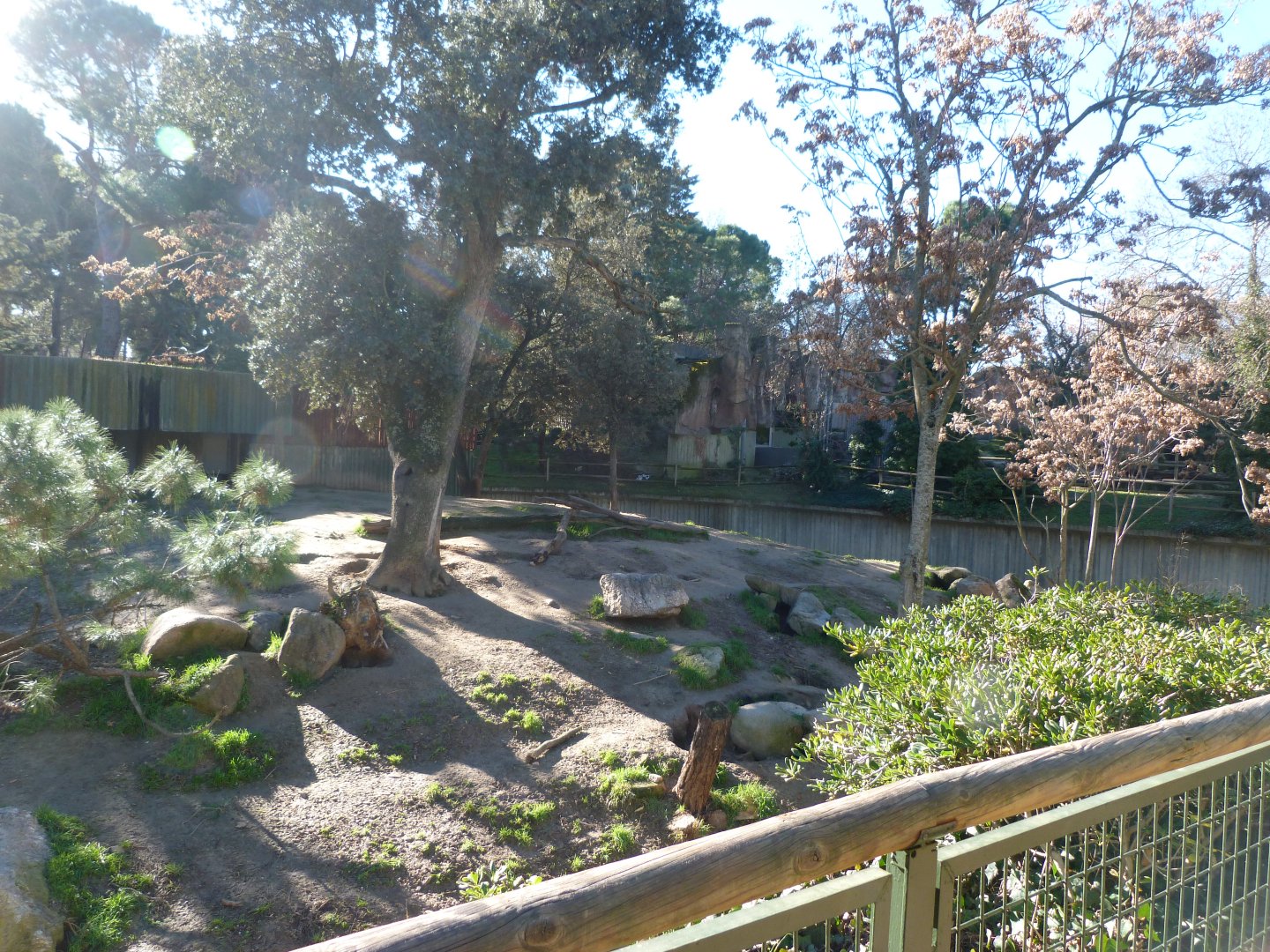 Wolf exhibit -Zoo Aquarium de Madrid (2025)