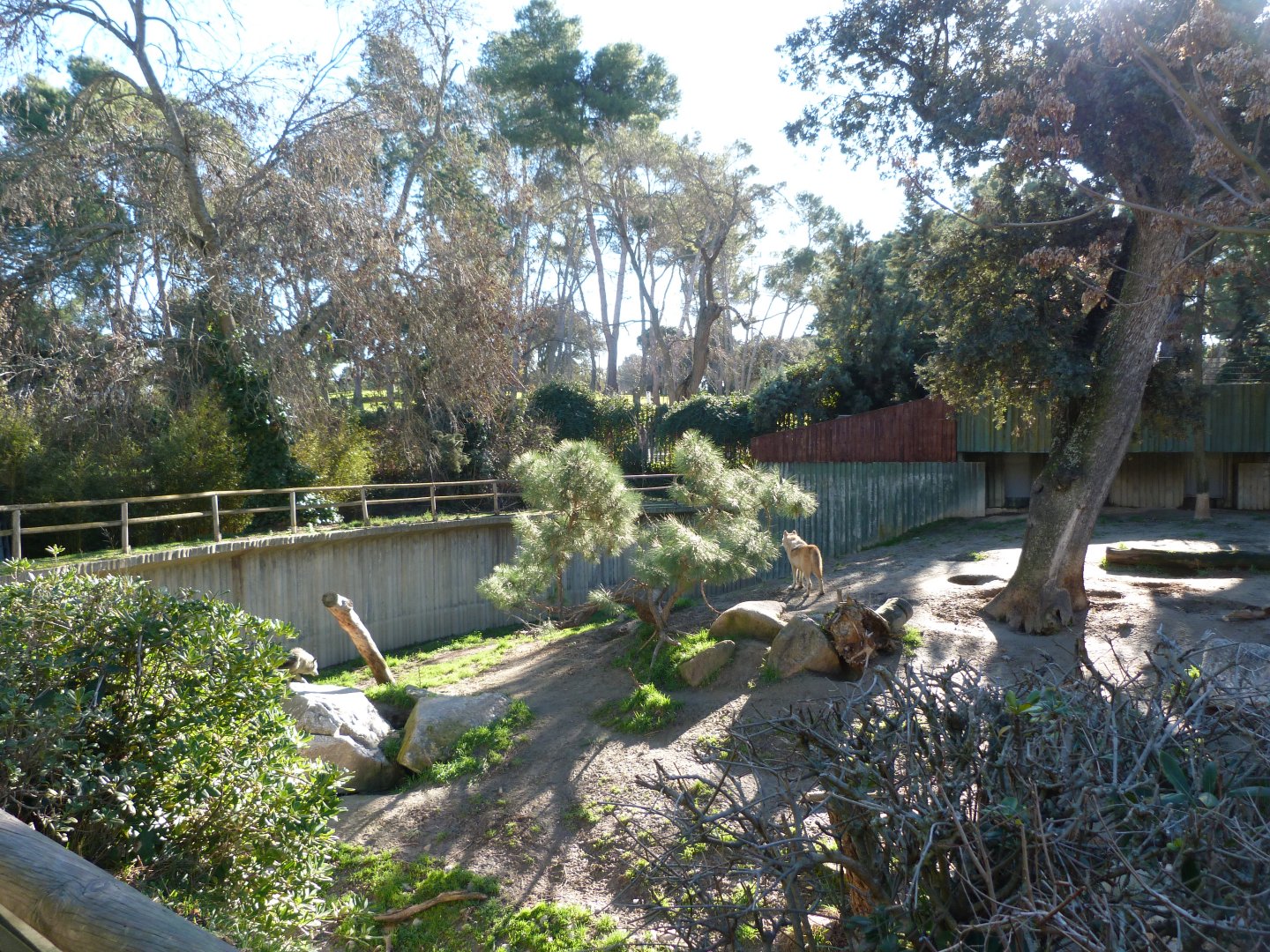 Wolf exhibit -Zoo Aquarium de Madrid (2025)
