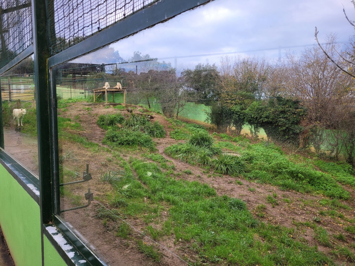 Wolf exhibit -Zoo de Santillana del Mar (2023)