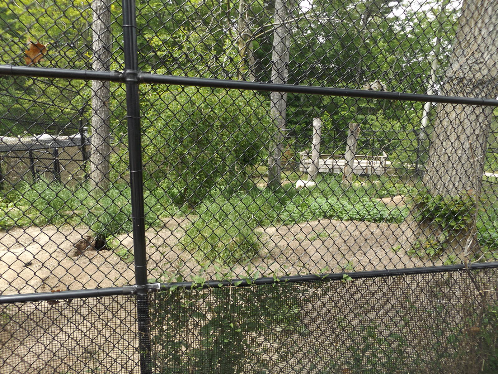 Wolf Exhibit