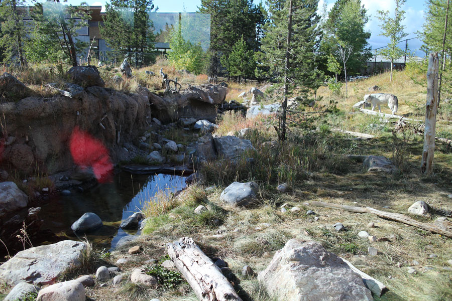 wolf exhibit