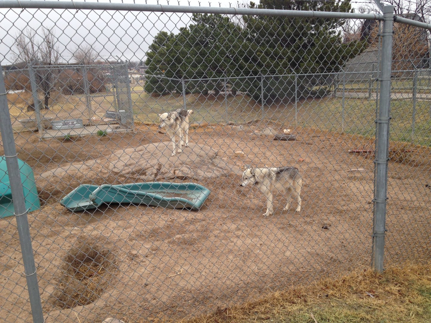 Wolf Exhibit