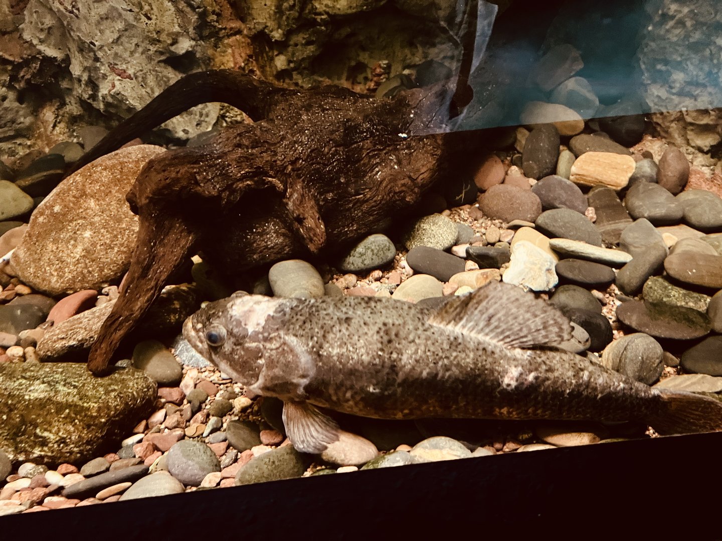 Wolf Fish…Flooded Forest Exhibit