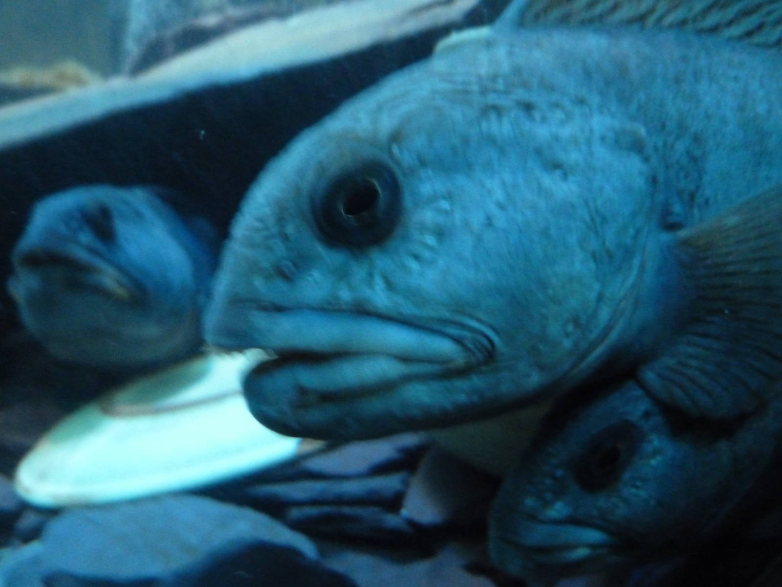 Wolf fish in Octopus odyssey