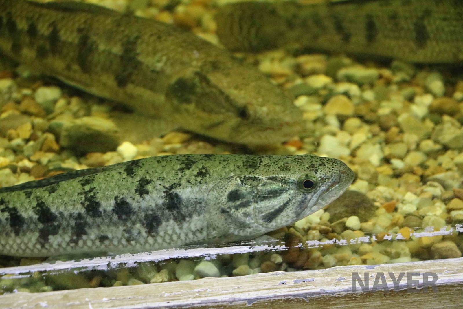 Wolf fish, March 2016