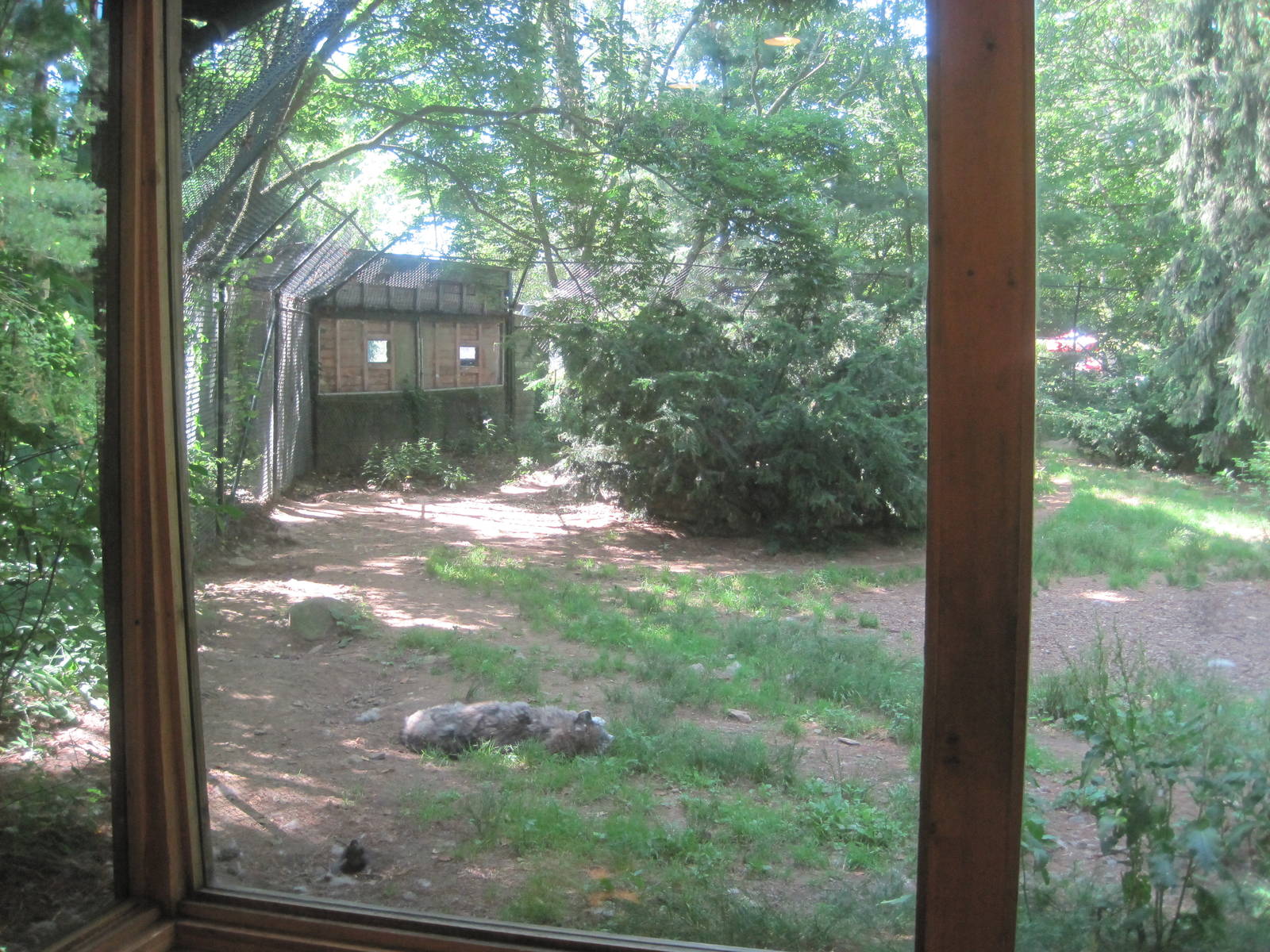 WOLF- Gray Wolf Exhibit