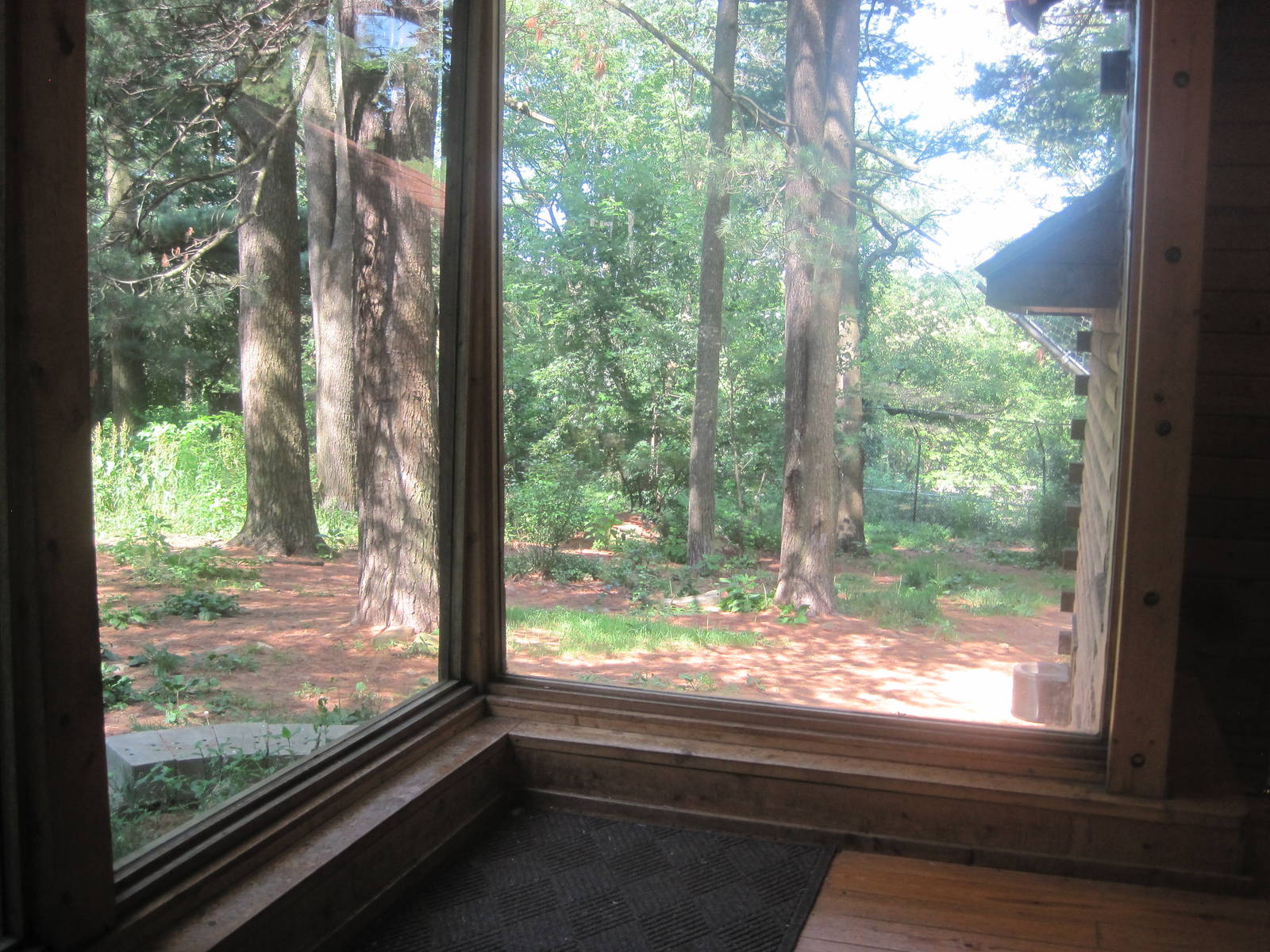 WOLF- Gray Wolf Exhibit