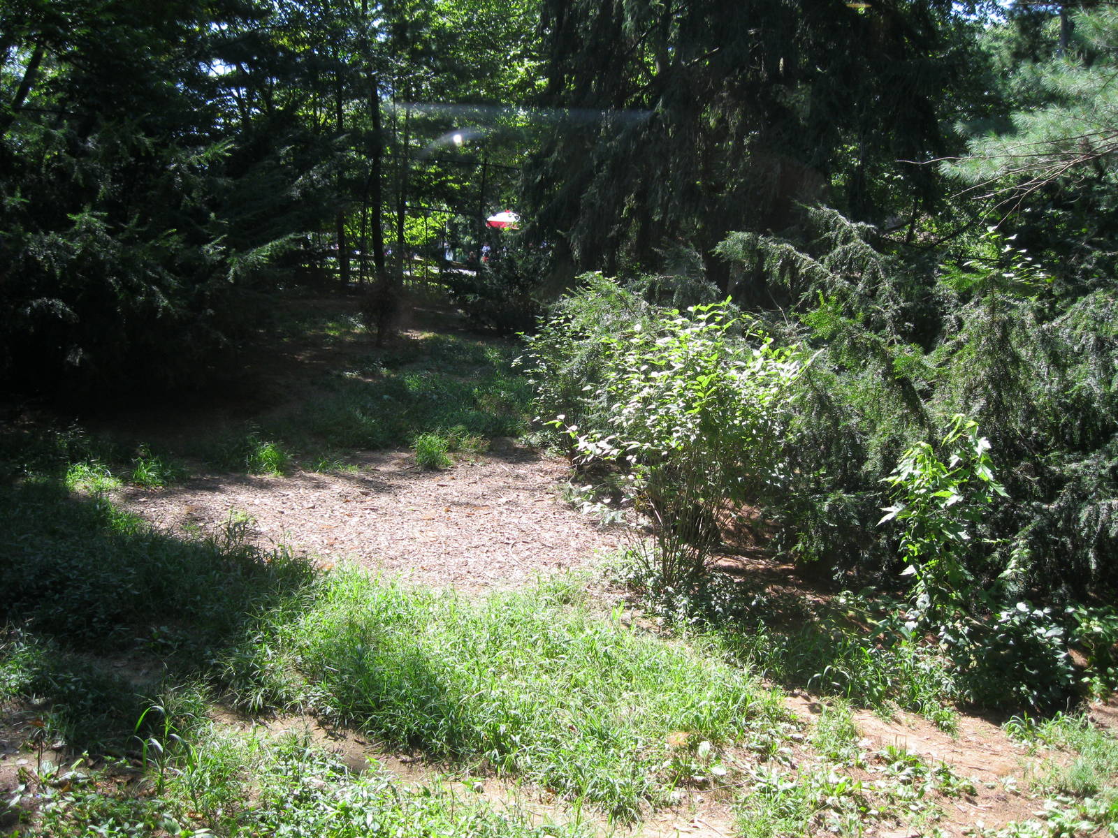 WOLF- Gray Wolf Exhibit