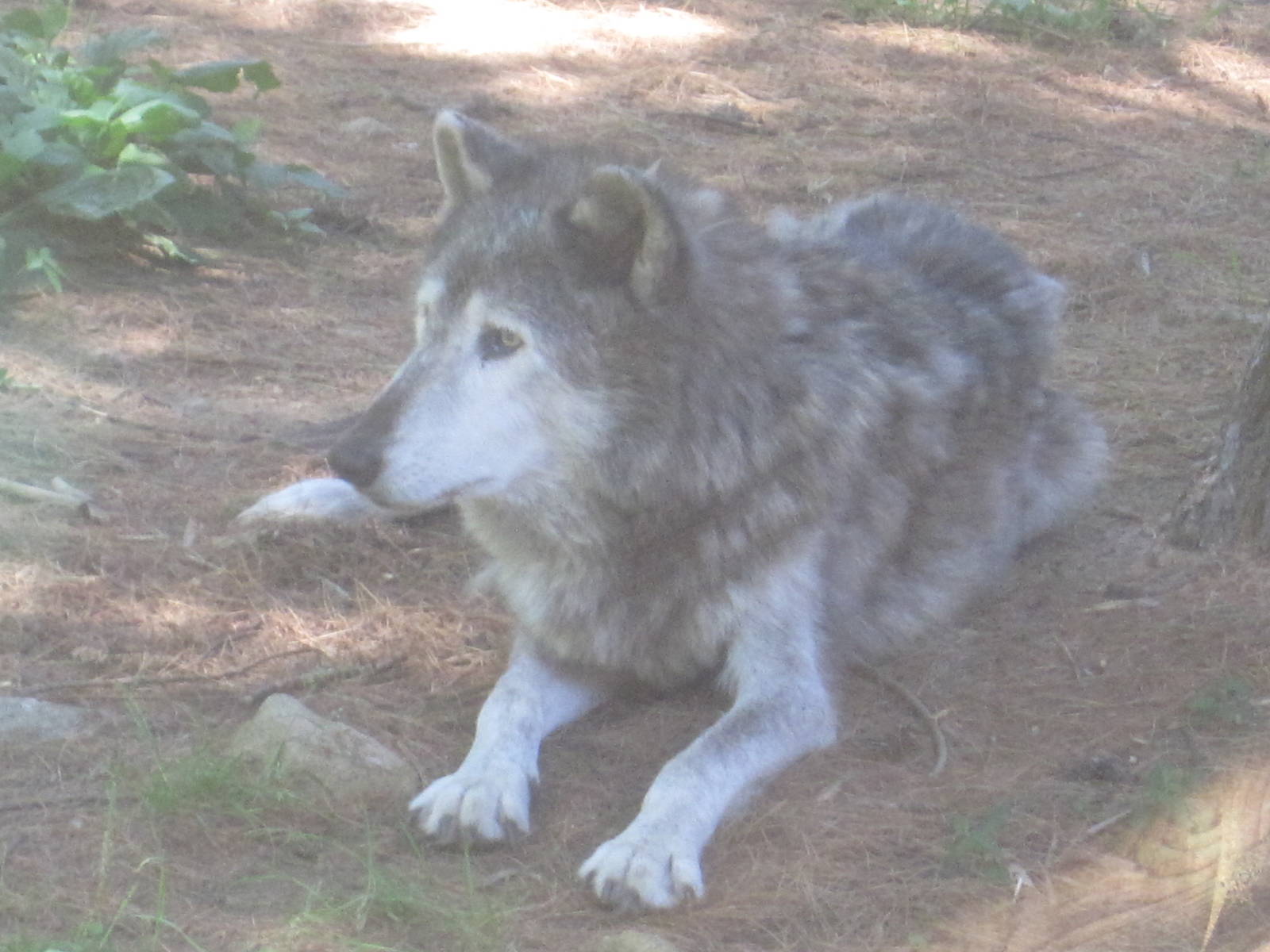 WOLF- Gray Wolf