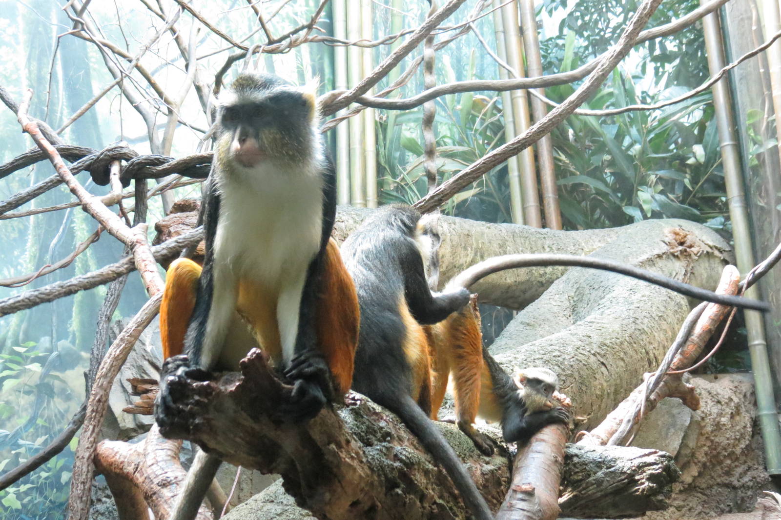 Wolf Guenon