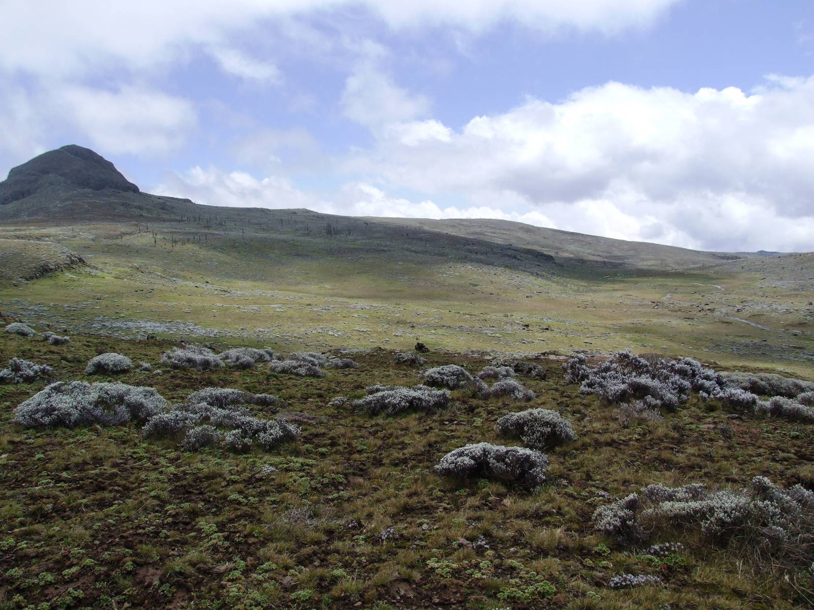 Wolf Habitat, Sanetti Plateau, Bale Mountains NP, 15/10/14
