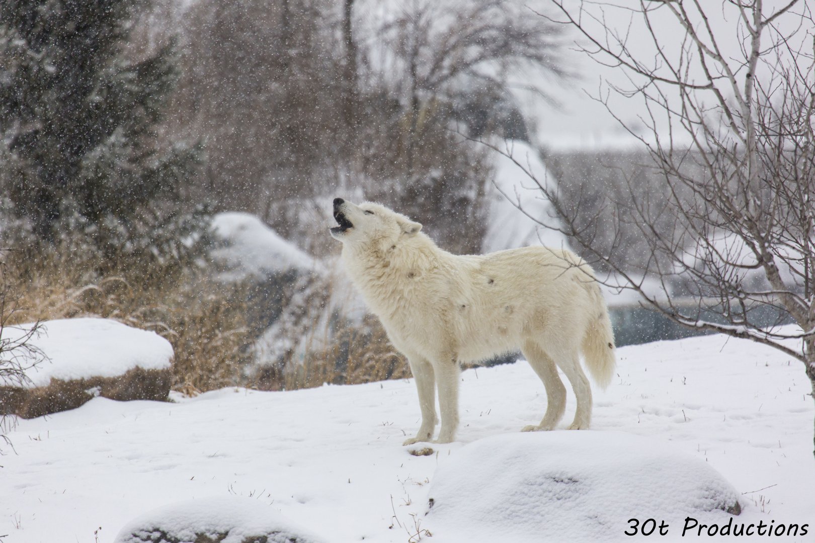Wolf howling in snow fall